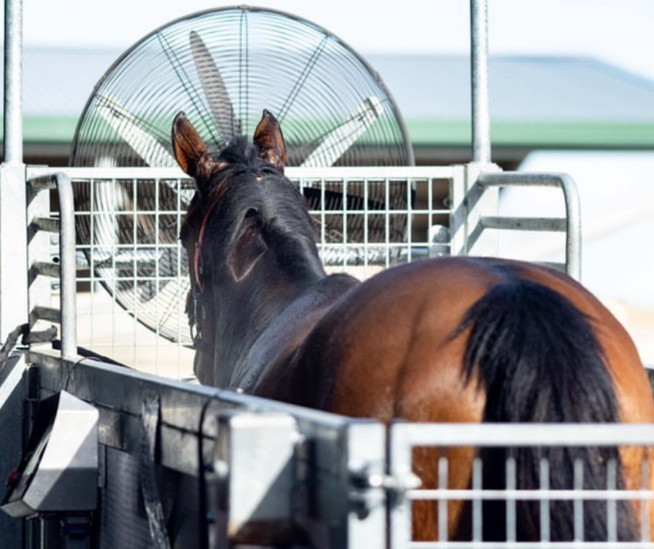 high speed equine treadmill