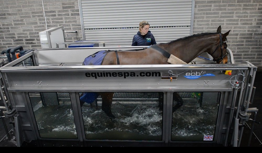 Horse hydrotherapy on a water treadmill