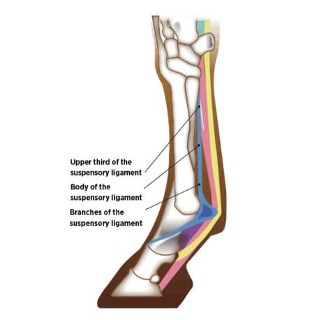 Suspensory ligament injuries in horses - how water treadmills can help ...