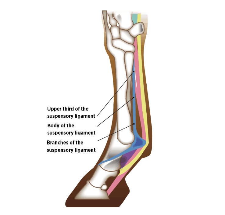 The anatomy of a suspensory ligament in a horse 